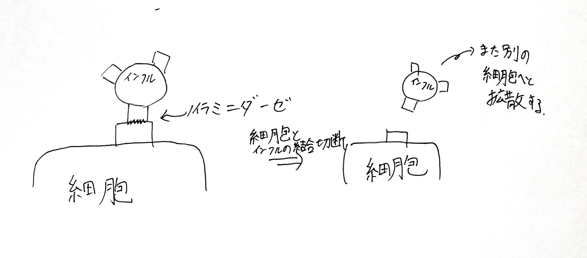 S__50266115.jpg