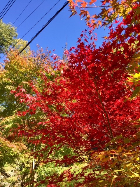 紅葉２.jpg
