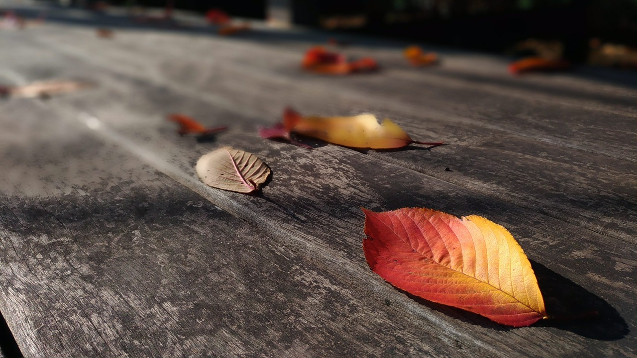 fallen-leaves-2987325_1280.jpg