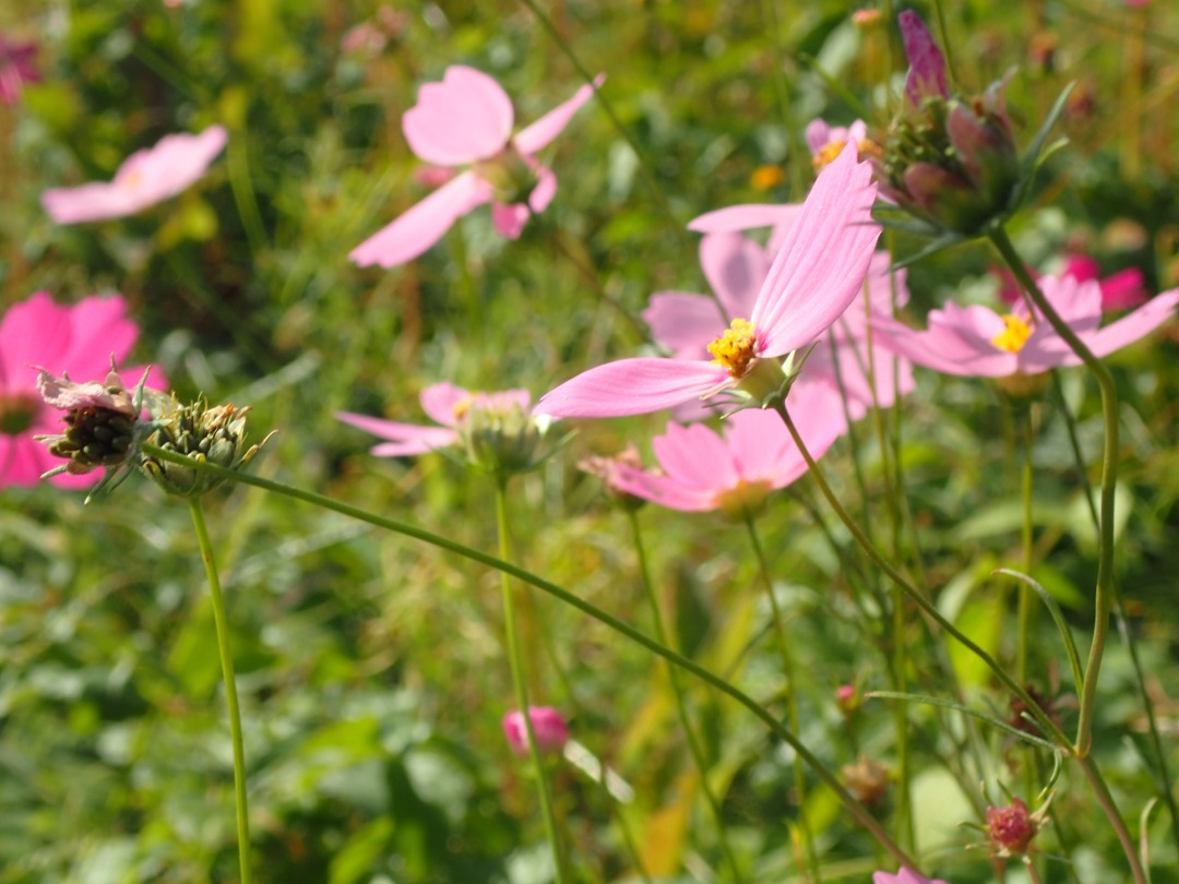PA180031.JPG