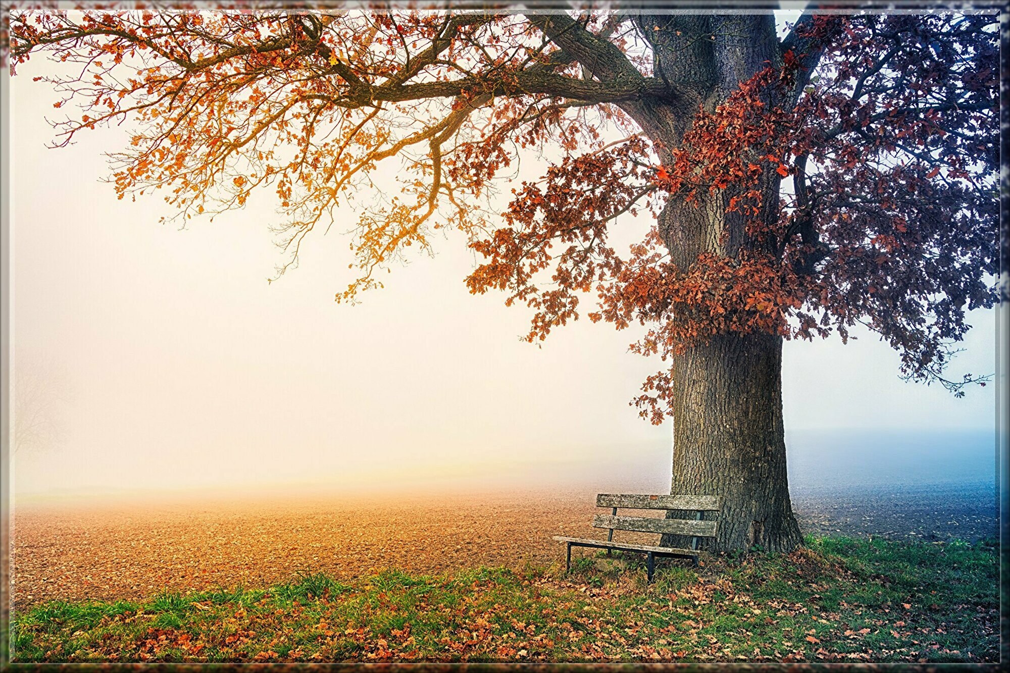 tree-6792528.jpg