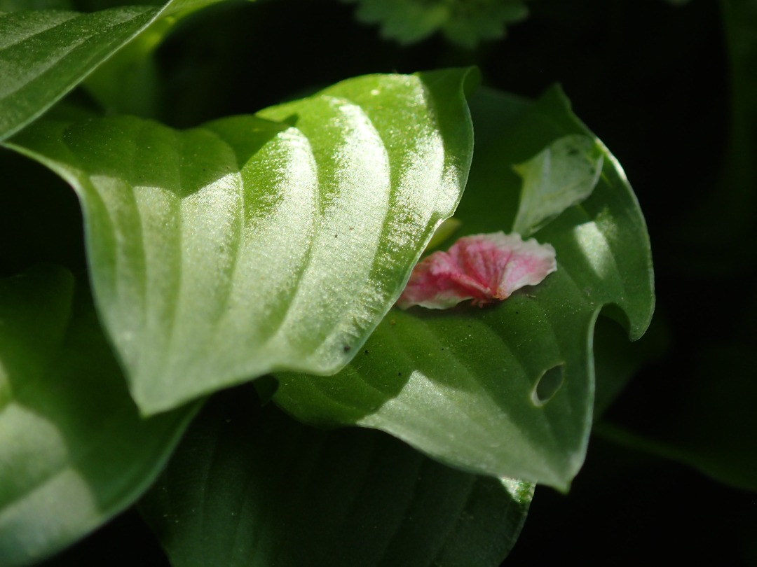 P4190572.JPG