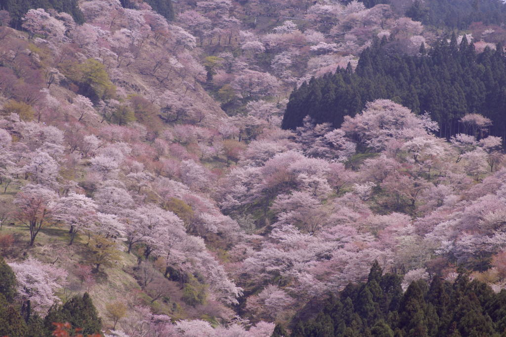 yoshino-sakura01.jpg