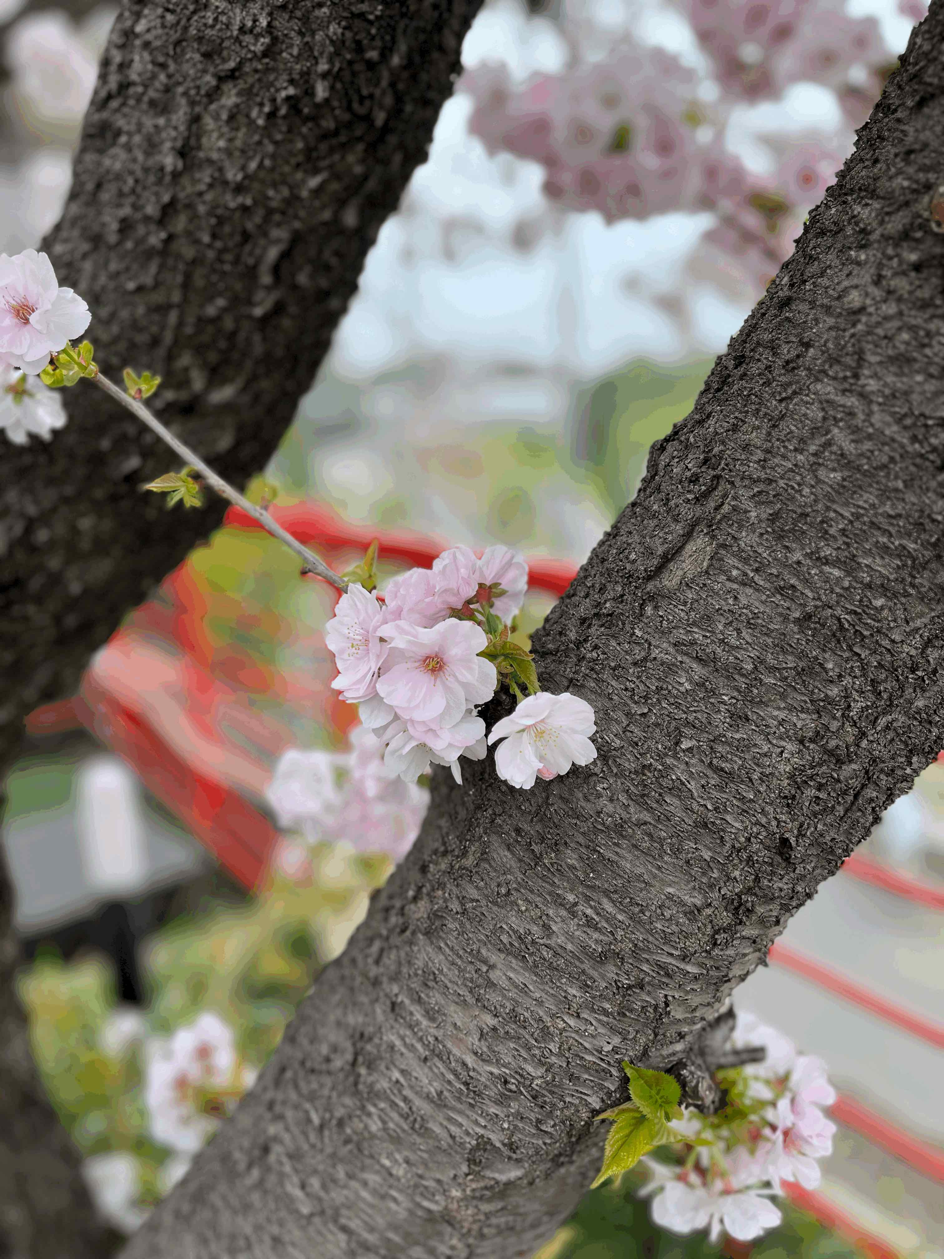 tempImageoj8Qzz.gif