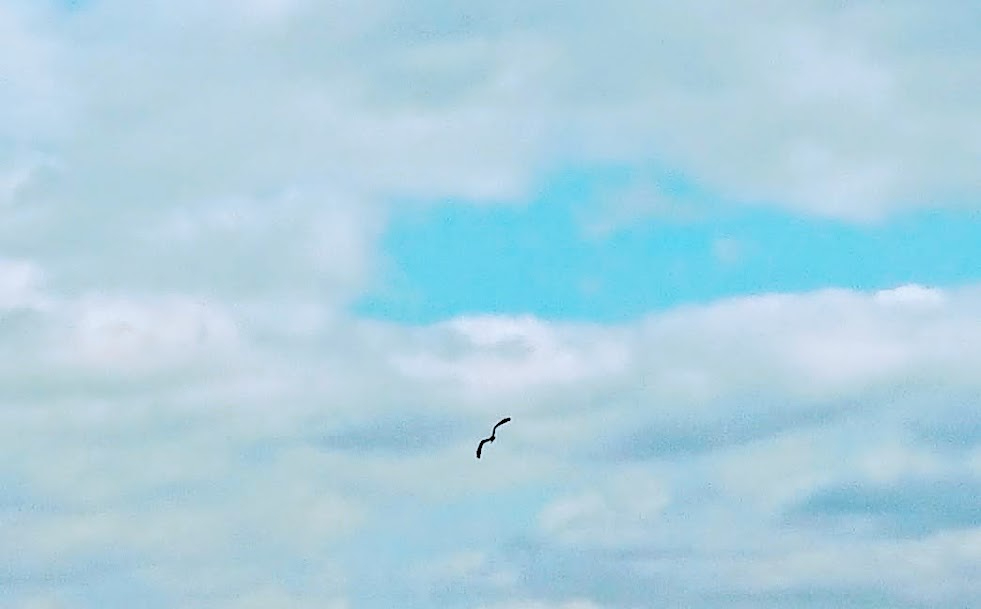 8t8.JPG