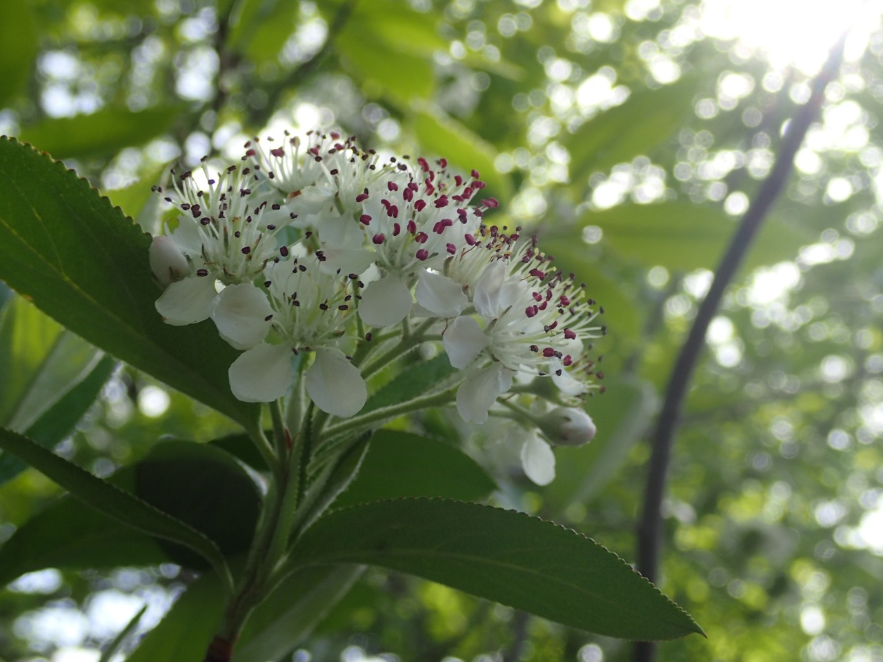 P4190347.JPG