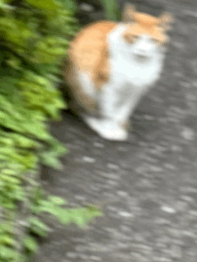 tempImagehxverJ.gif