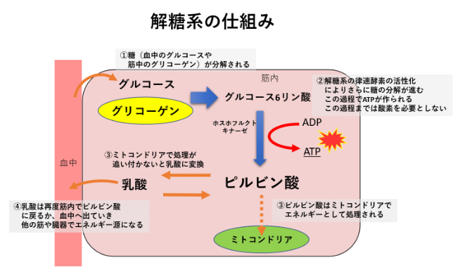 キャプチャ.PNG