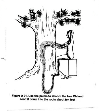 tree-healing-2.jpg