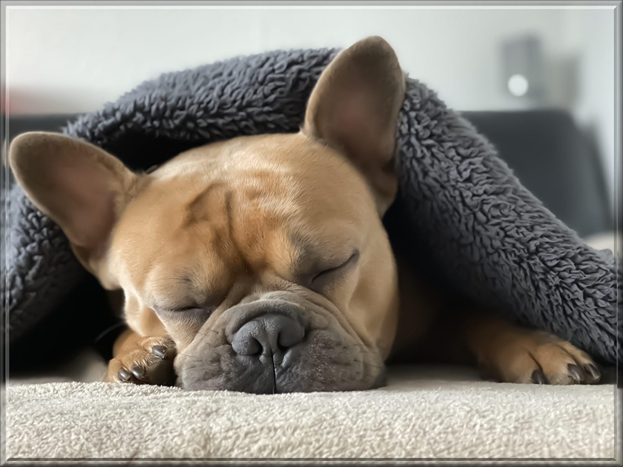 french-bulldog-4713013.jpg