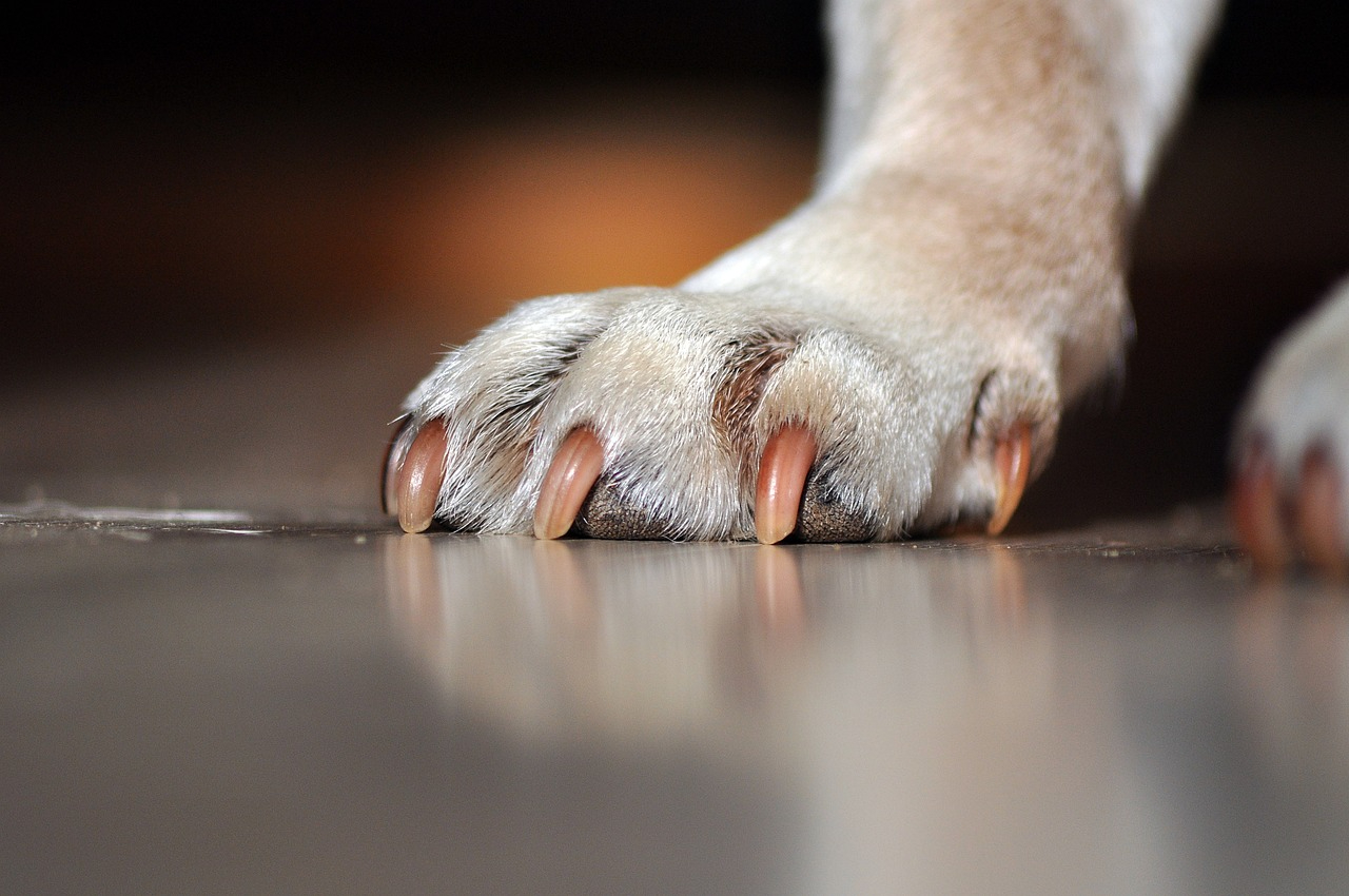 dogs-paw-7290819_1280.jpg