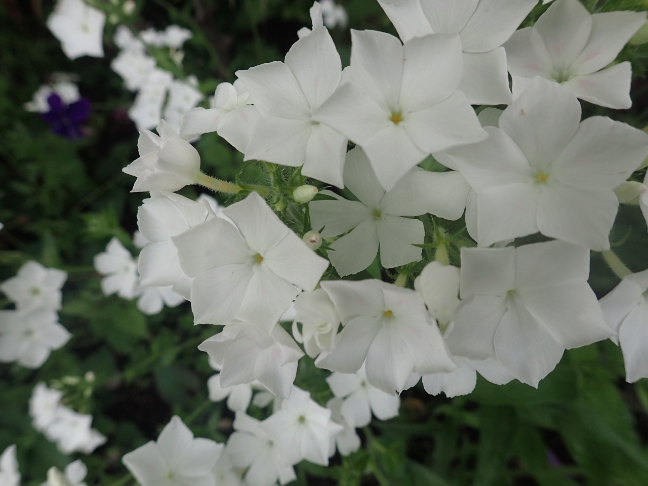 P5201201.JPG