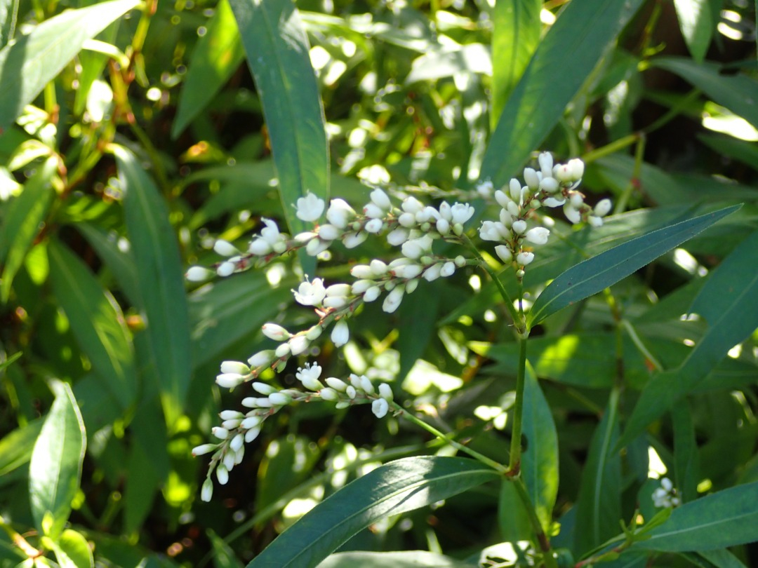 PA100315.JPG