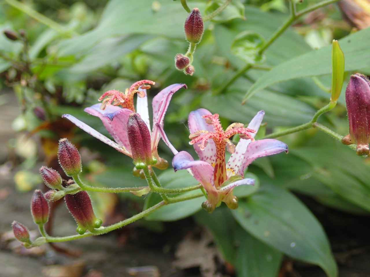 PA120258.JPG