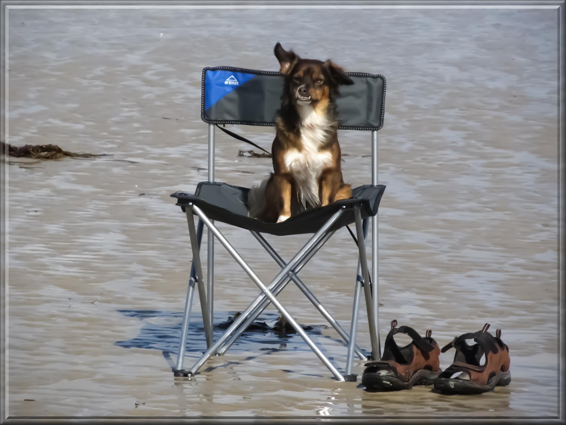 dog-405671.jpg