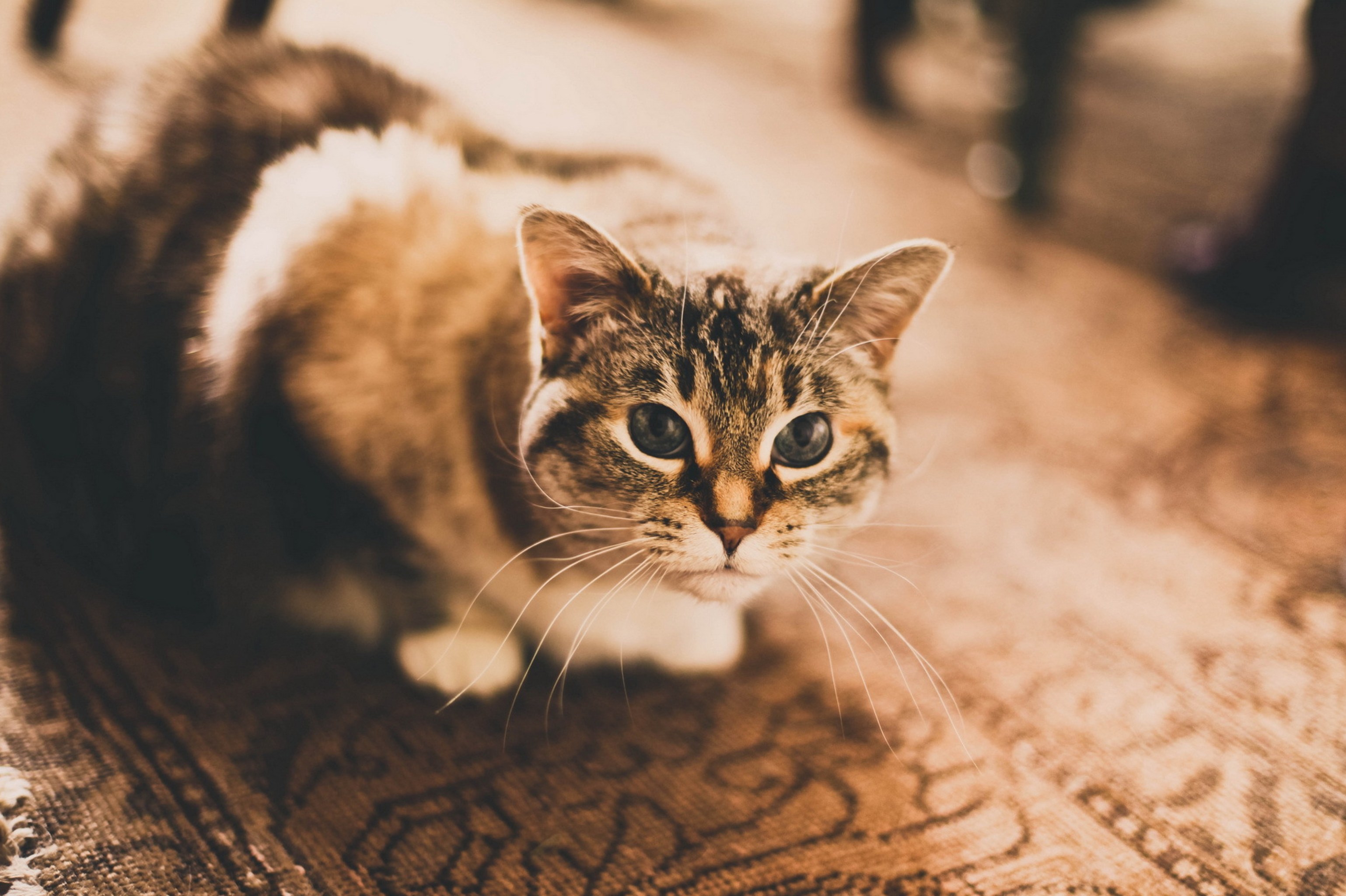 Striped-Cat-wide.jpg