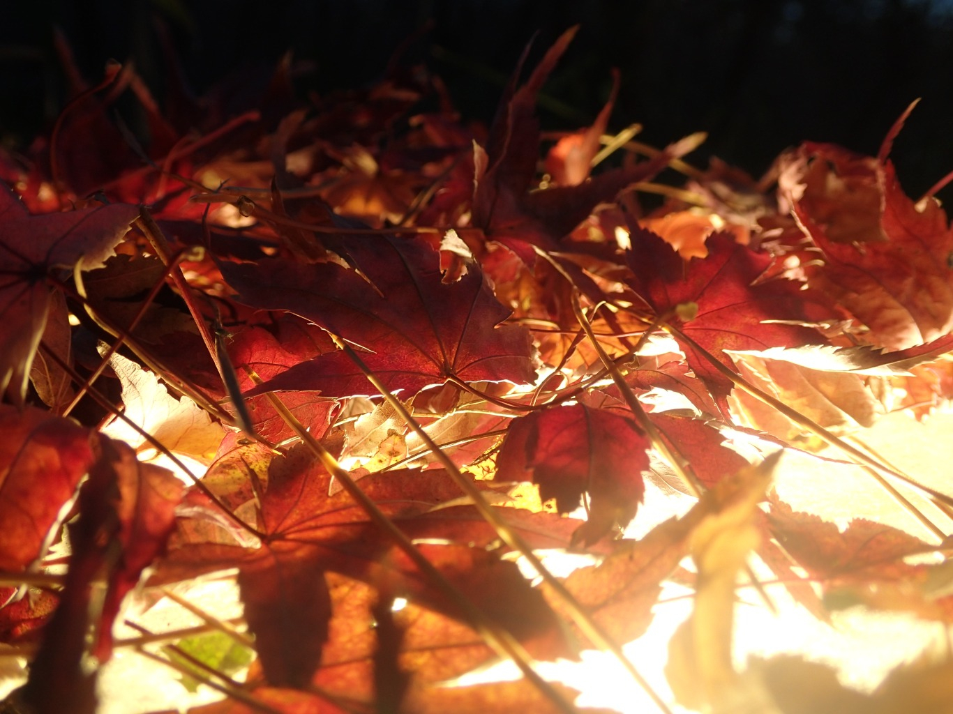 PC221061.JPG