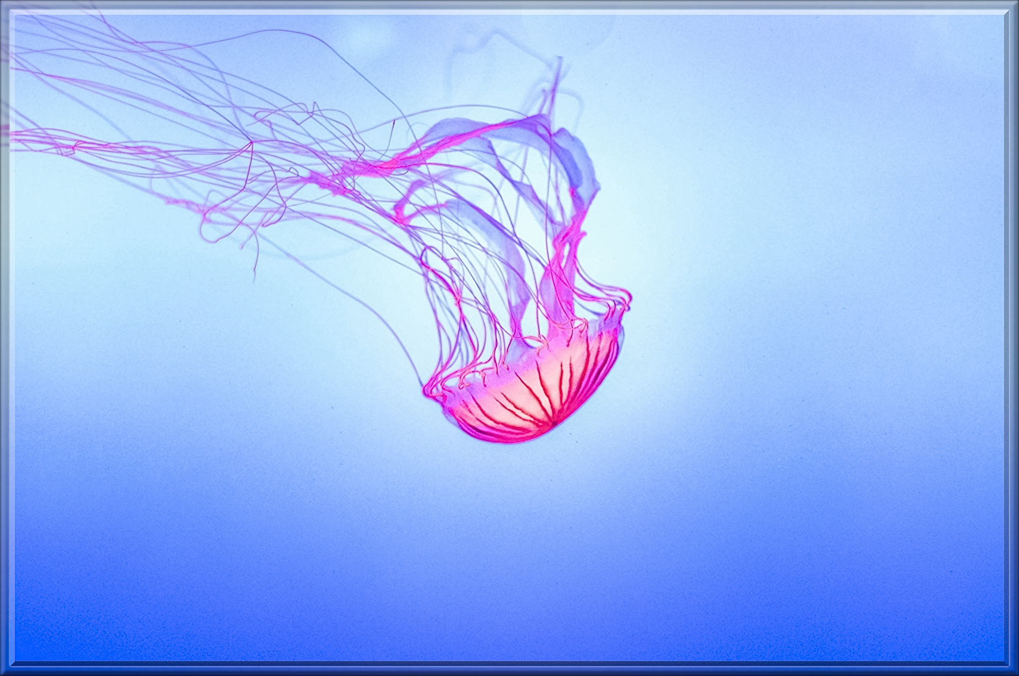 jelly-fish-1288736.jpg