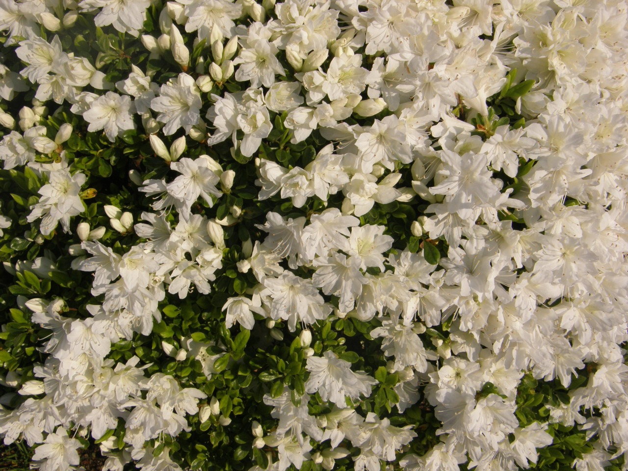 P4220110.JPG