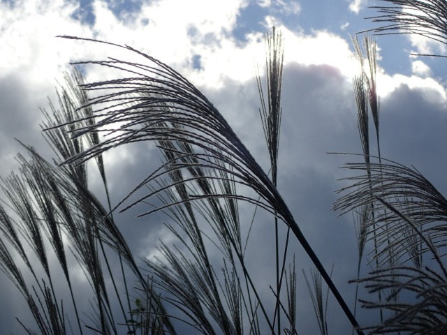 PA210593.JPG
