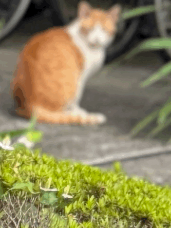 tempImagesqBw4b.gif