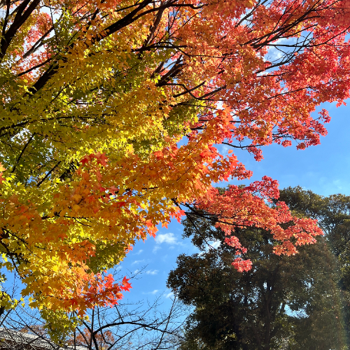 IMG_7682.png