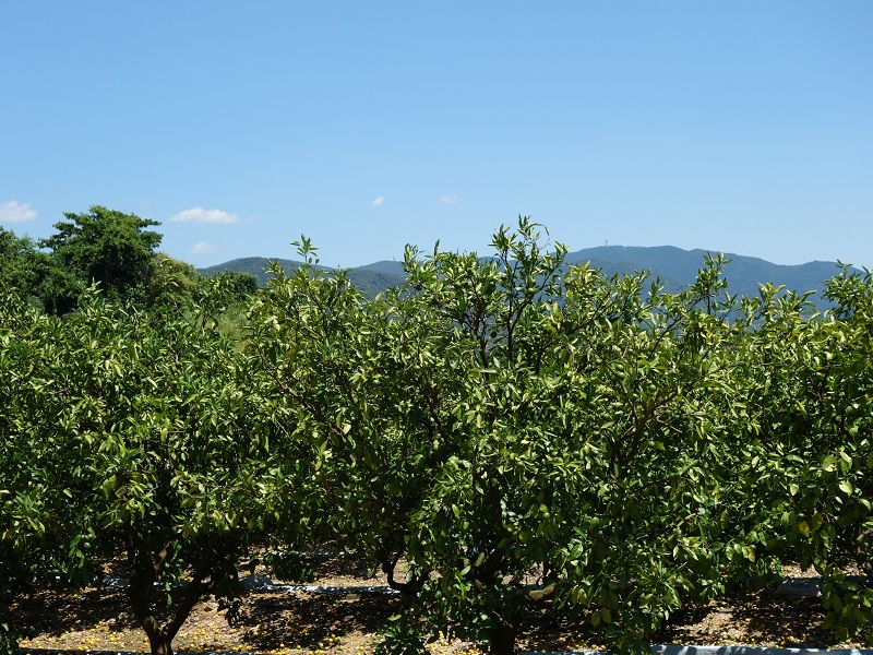 みかん管理　大丈夫か？.jpg
