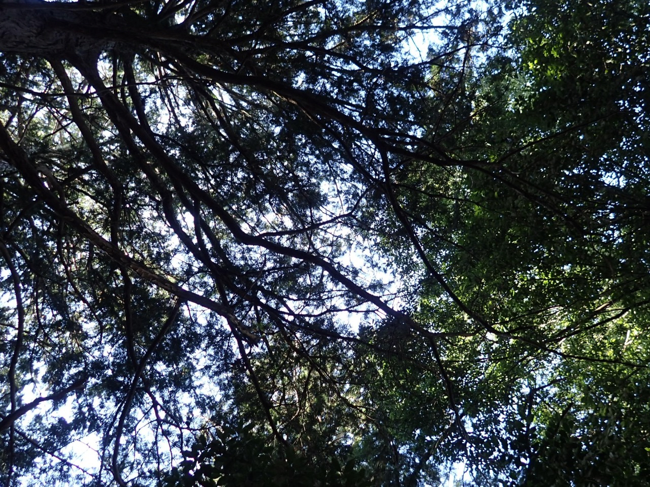 PC310131.JPG