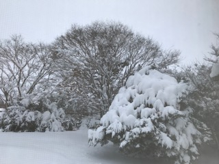 三月の雪.jpg