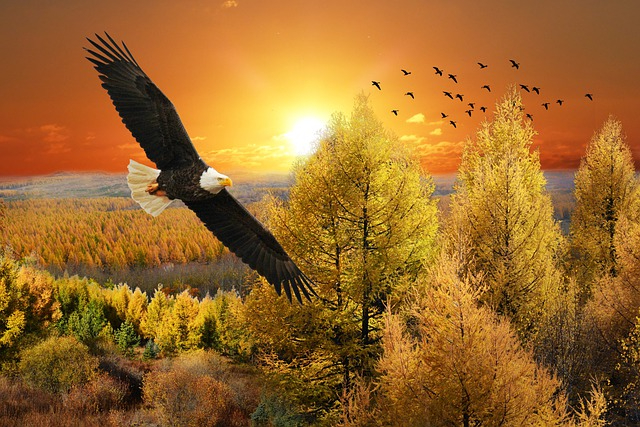 eagle-4208129_640.jpg