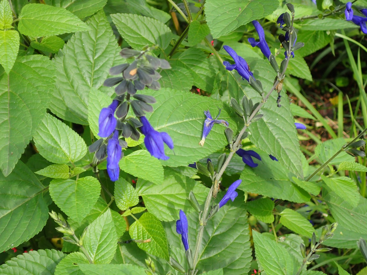 PA120792.JPG