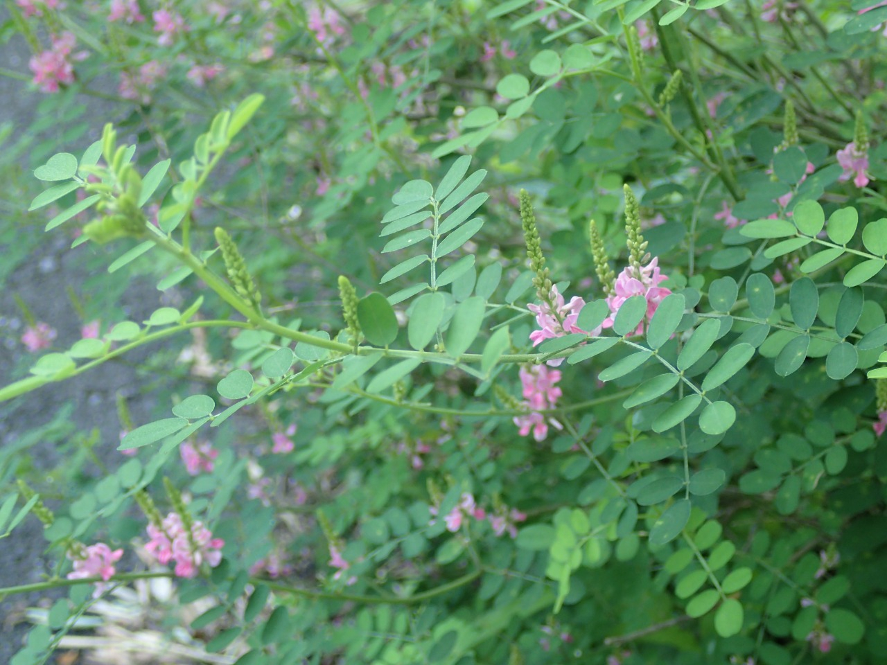 P6280855.JPG
