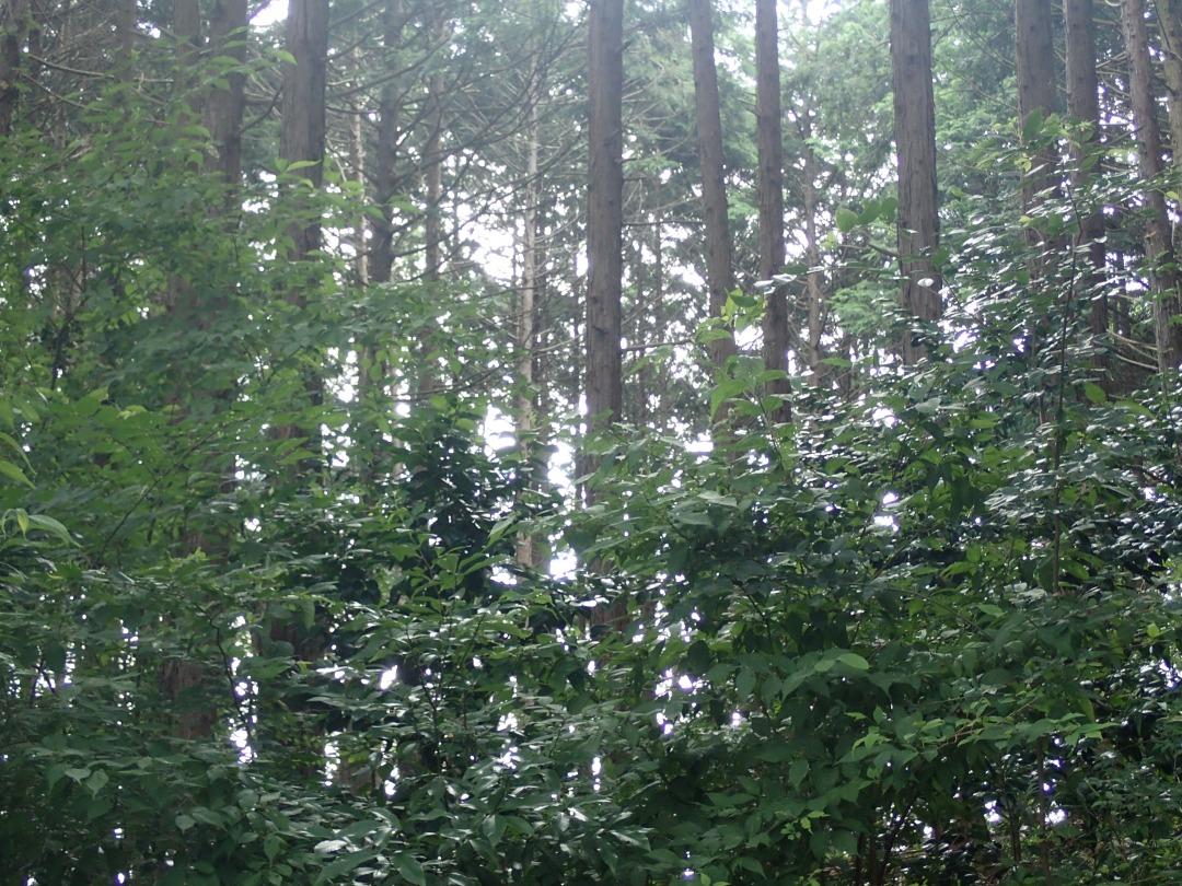 P7220611.JPG