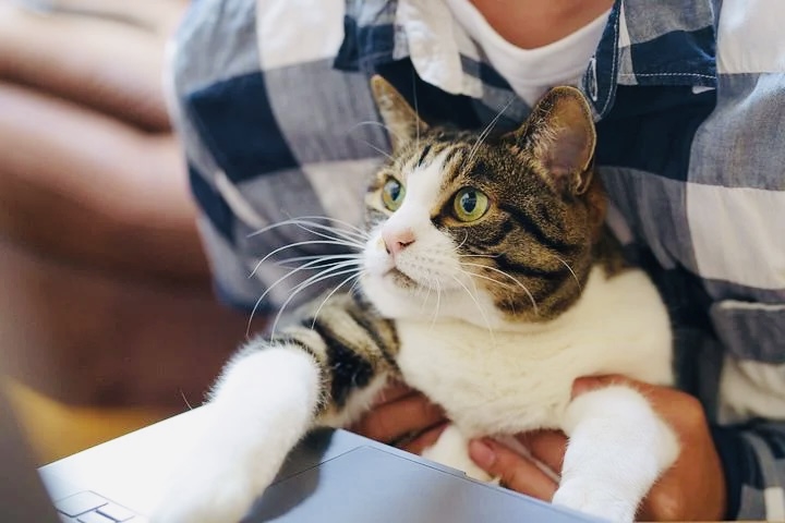 猫６.png