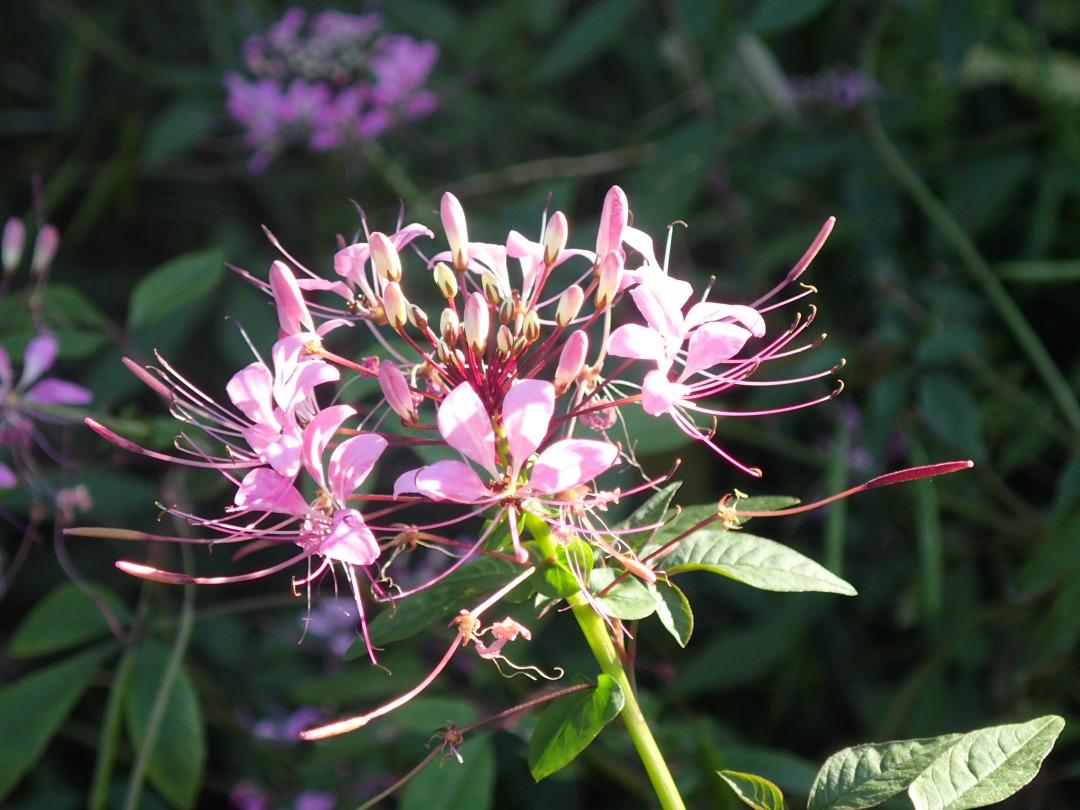 PA101356.JPG