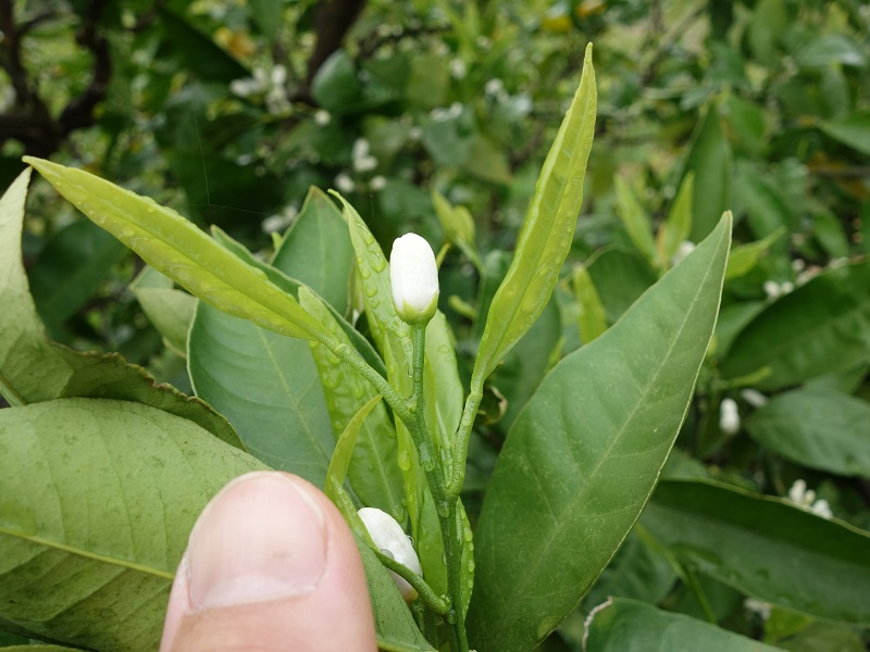 みかんの花【白】2種類あります!|yoruneko|coconalaブログ