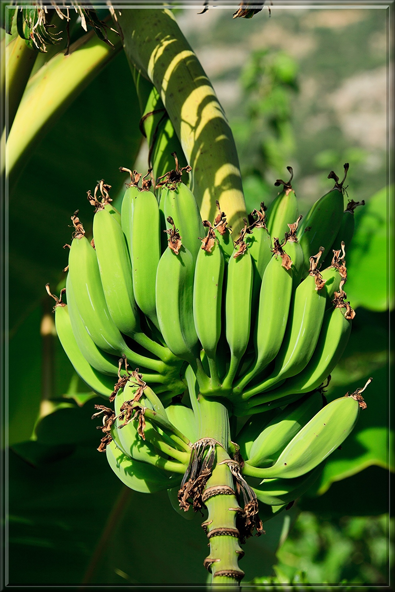 bananas-21686.jpg