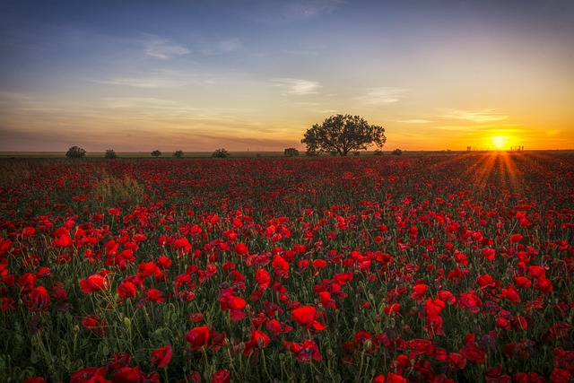poppies-g64993e1f0_640.jpg