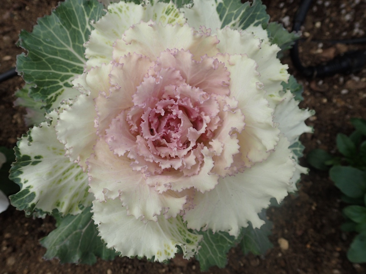 PC220131.JPG