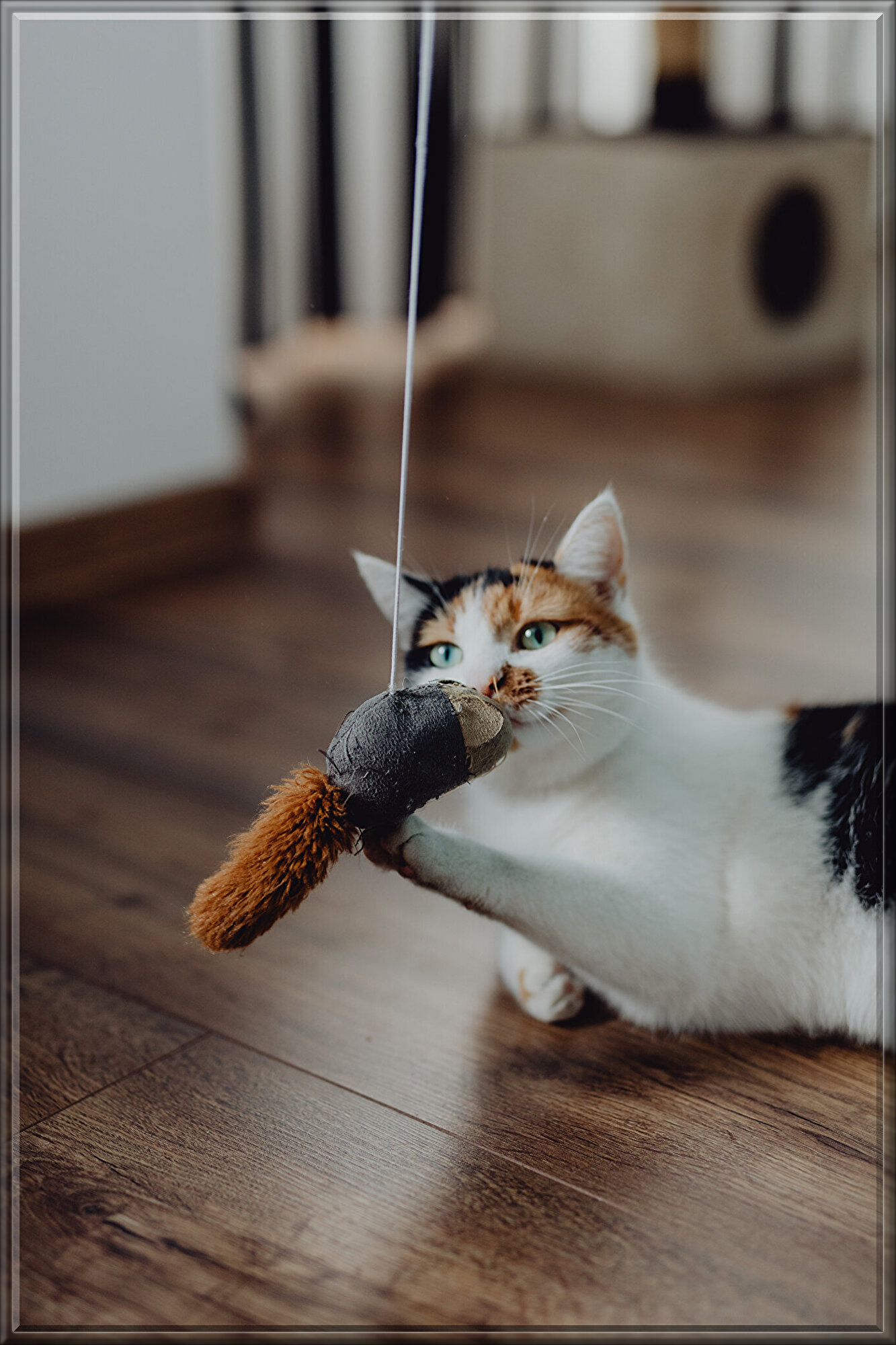 kaboompics_Cute tricolor cat.jpg