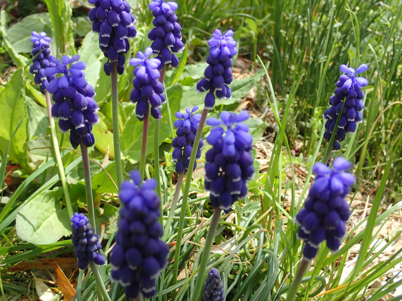 P3300560.JPG