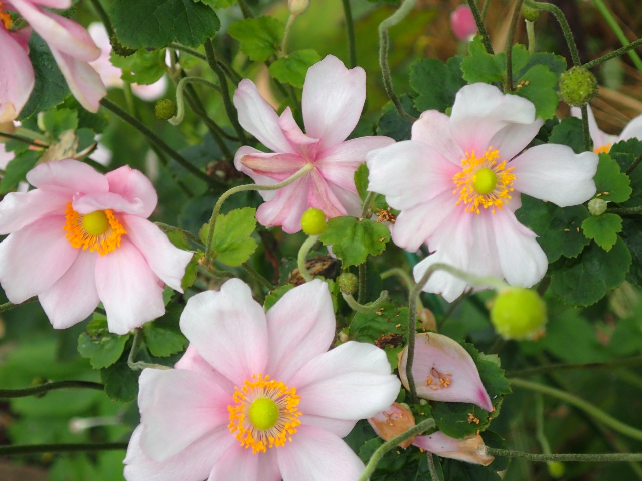 PA261227.JPG