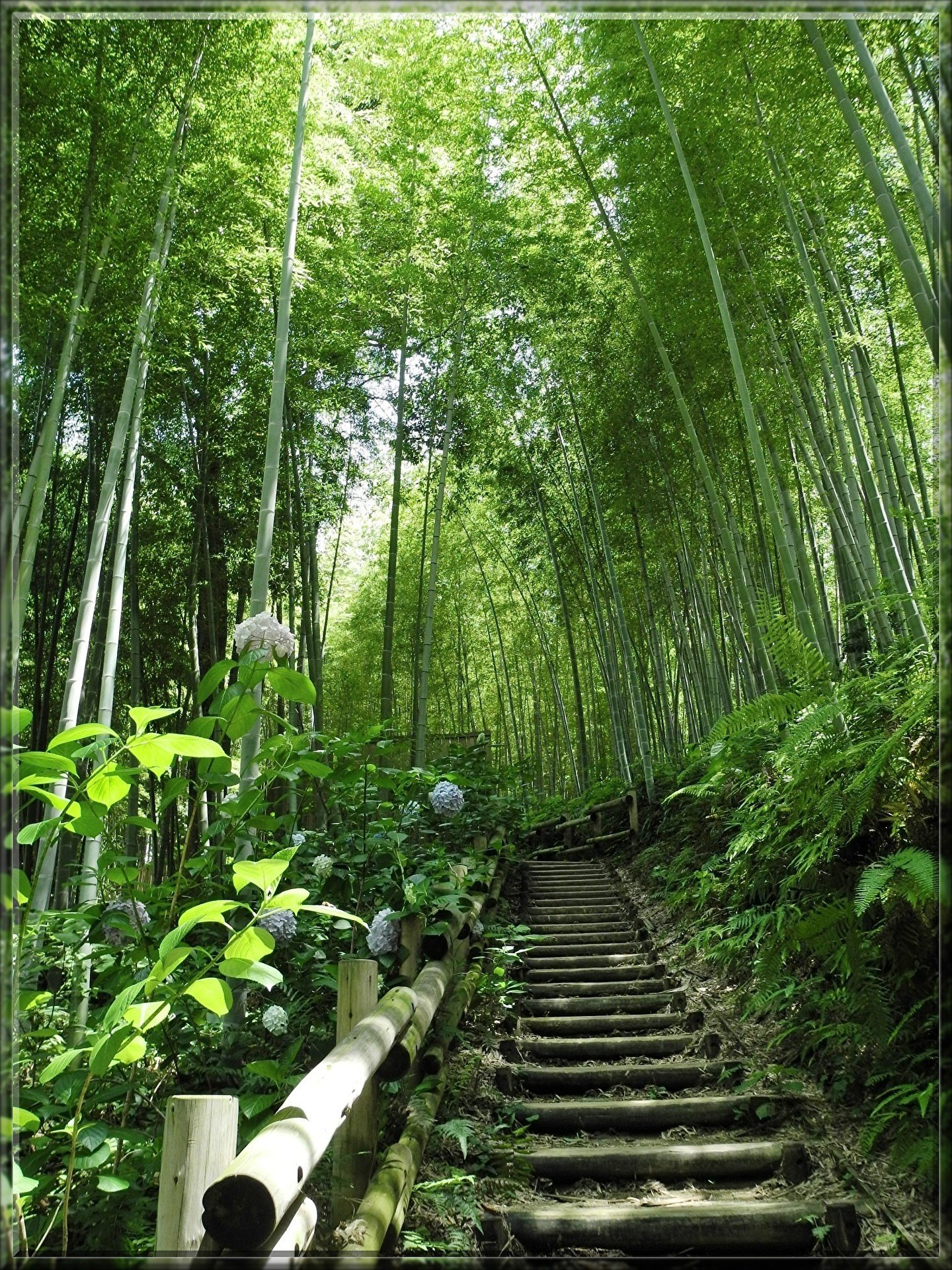 bamboo-214225_1920.jpg