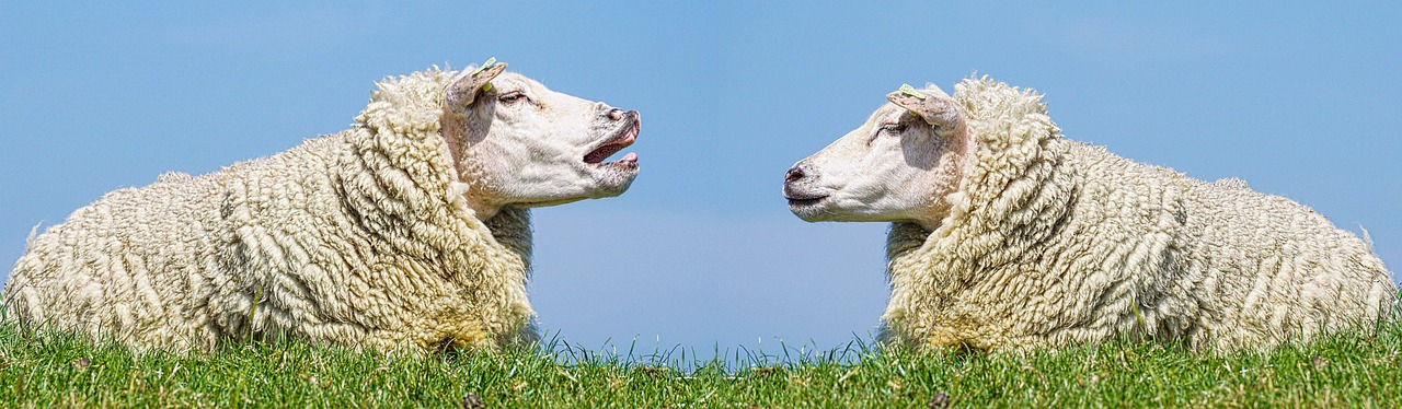 sheep-3557445_1280.jpg