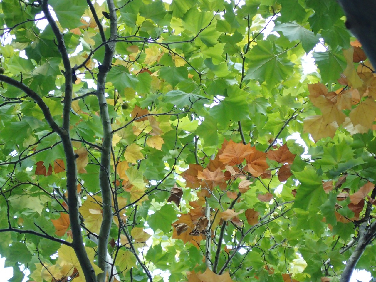 PA221052.JPG