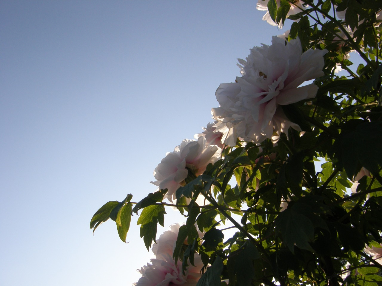 P4220150.JPG