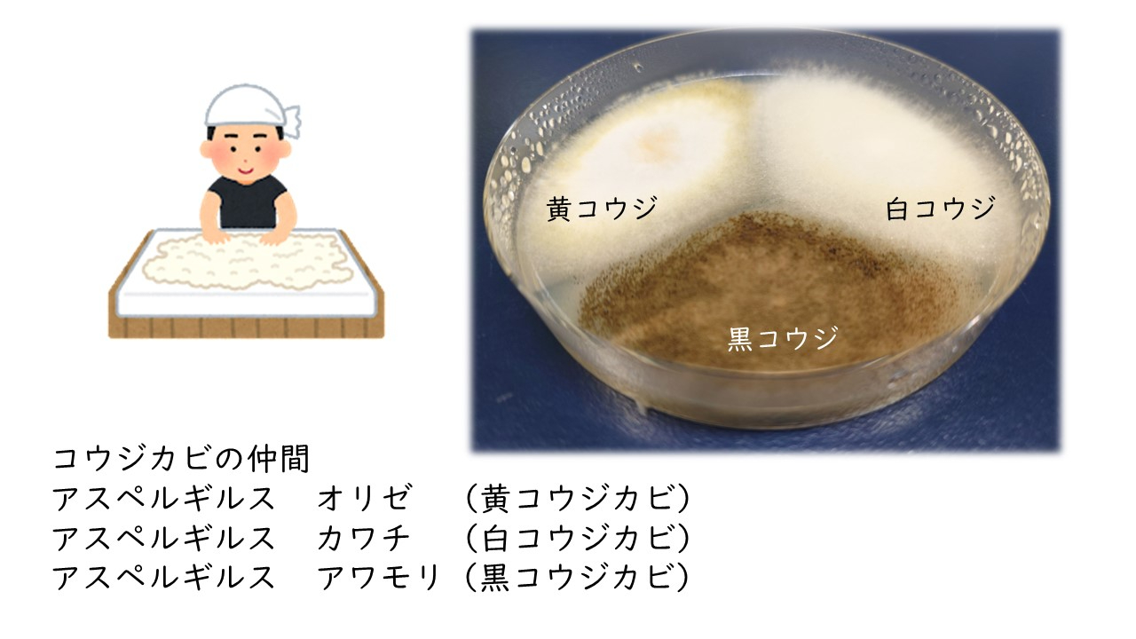 3種麹発酵食品.jpg
