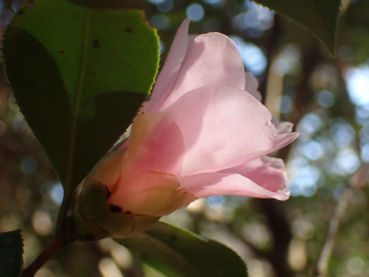 P2031015.JPG