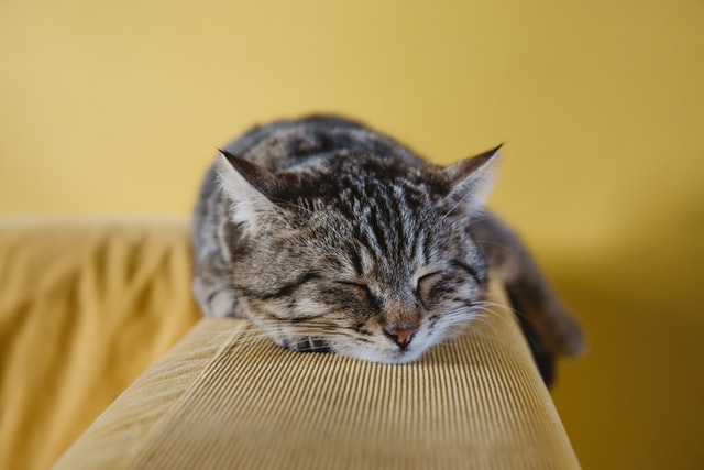sabri-tuzcu-KHBvwAnWFmc-unsplash.jpg