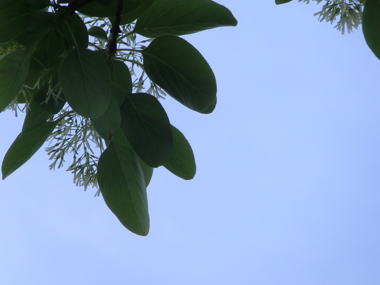 CIMG0057.JPG
